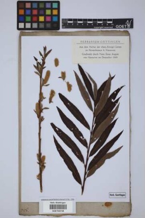 Salix