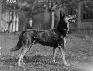 Deutscher Schäferhund : Deutscher Schäferhund (Haushund, Canis lupus familiaris Linnaeus).