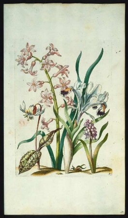 Weisser Hundszahn, roter Hyacinth, Iris von Persen und Schaben-Blümlein oder Weintrauben-Hyacinth