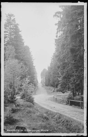 Grillenburg. Grillenburger Wald