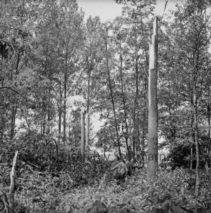 Sturmschäden: Poggensee: Begutachtung der Schäden: Förster Lichtenberg, Stadtmitarbeiter Lütjohann, Forstmitarbeiter und Arbeiter in Wald mit abgeknickten Bäumen