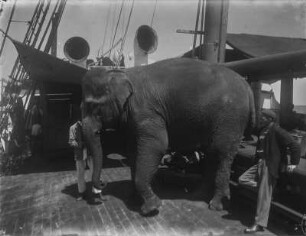 Indischer Elefant : Indischer Elefant an Bord des Schiffes „Herzog“