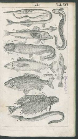 Tafel XVI. Fische.