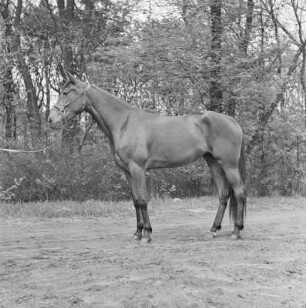 Pferd mit Zaumzeug