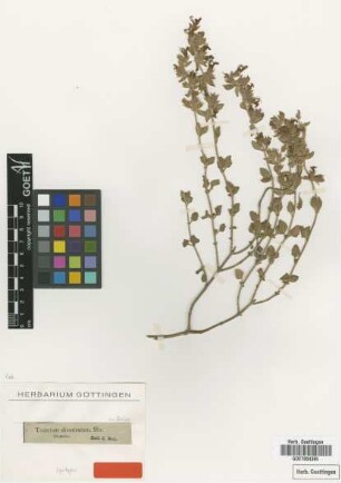 Teucrium divaricatum Sieber ex Boiss. [syntype]