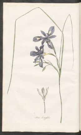 Iris longifolia