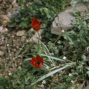 Lesbos. Wildtulpen am Ólympos
