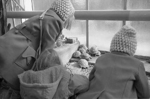 Schildkrötenfamilie im Gewächshaus des Botanischen Gartens