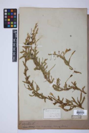 Lycopodium clavatum clavatum L.