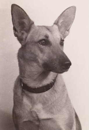Schäferhund (canis familiaris)