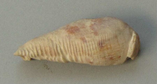 Shell ornament