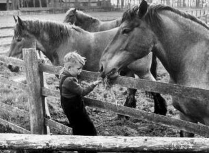 Buchholz bei Harburg. Eine Junge füttert auf der Koppel Reitpferde mit Heu