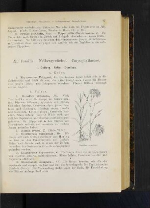 1. Gattung. Nelke. Dianthus.