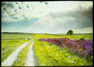 Kunaths Linde Langenhennersdorf : Landschaft bei Langenhennersdorf mit Feldweg und Lindenbaum (Kunaths-Linde)