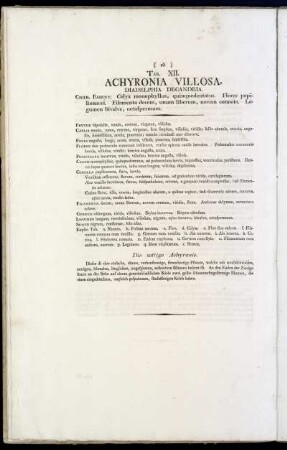Tab. XII. Achyronia Villosa.