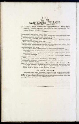 Tab. XII. Achyronia Villosa.