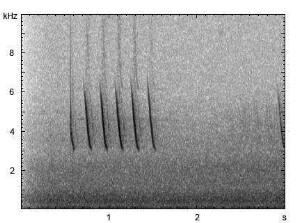 Sumpfmeise | Poecile palustris - Gesang