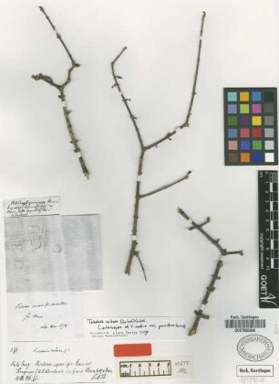 Tabebuia nodosa (Griseb.) Griseb. var. Griseb. parviflora[isolectotype]