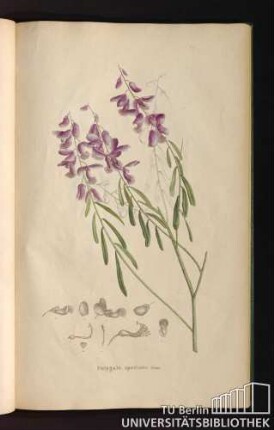 [Tab. 47.] Polygala speciosa Sims.