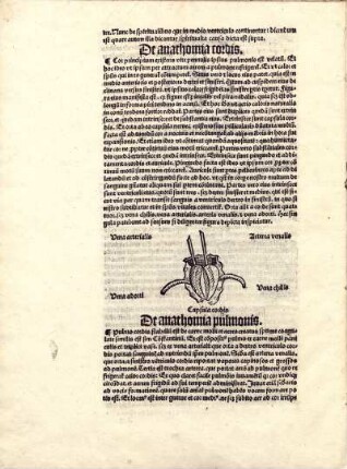 De anathomia pulmonis.