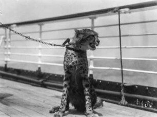 Gepard : Junger Gepard an der Kette auf dem Deck eines Schiffes