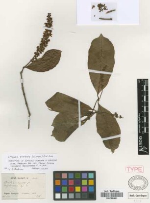 Spachea elegans (G.Mey.) A.Juss. f. Nied. oblonga[Isosyntype]