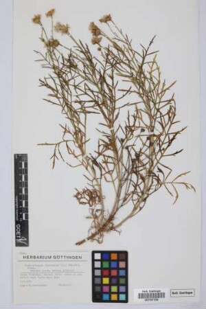 Argyranthemum frutescens (L.) Sch. Bip. subsp.