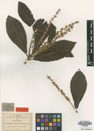 Clethra aloceri Greenm. [isotype]