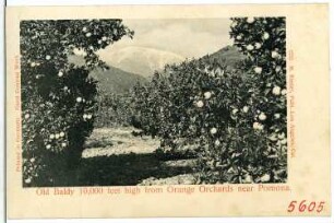 Old Baldy 10000 feet high from Orange Orchards near Pomona