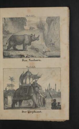 Tafel 31.-32.: Das Nashorn. Der Elephant.
