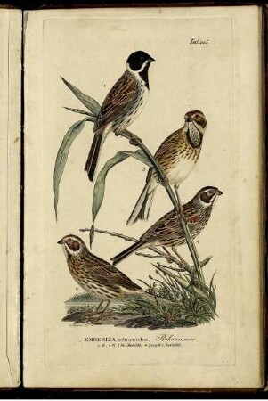 Taf. 105. [bis] Taf. 110.