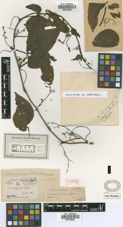 Alsomitra brasiliensis Cogn. var. Griseb. pubescens[holotype]