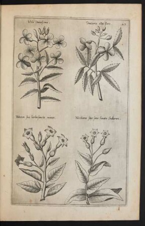 Taf. 23. [Viola, Dentaria und Nicotiana tabacum]