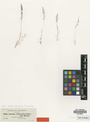 Aristida delicatula Hochst. ex A.Rich. [isotype]