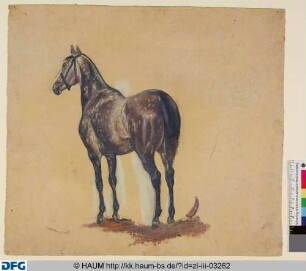 Stehendes Pferd von Hinten