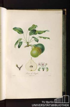 Pl. LXXVIII. Poire de Naples.