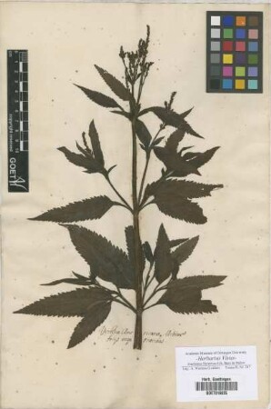 Verbena