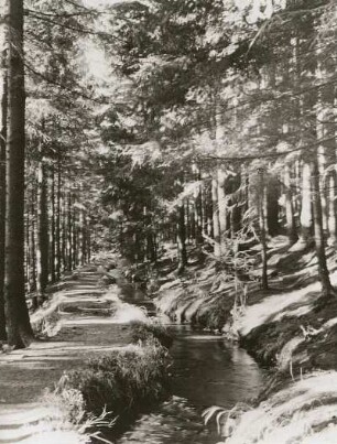 Westerzgebirge. Greifensteingebiet. Röhrgraben im Pochwald am linken Hang des Greifenbachtales. Blick flussauf nach Westen