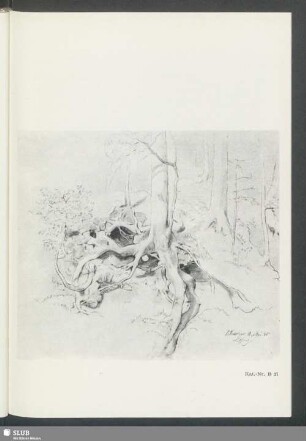 Kat.-Nr. B 27: Baumstudie