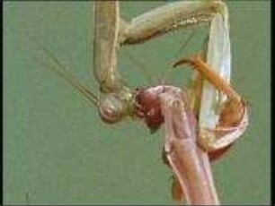 Mantis religiosa (Mantidae) - Kannibalismus