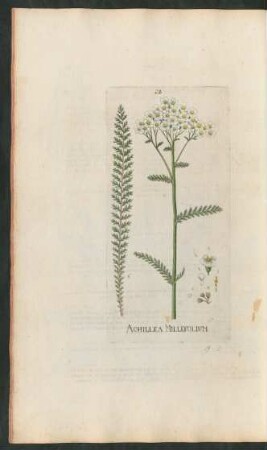 28. Achillea millefolium