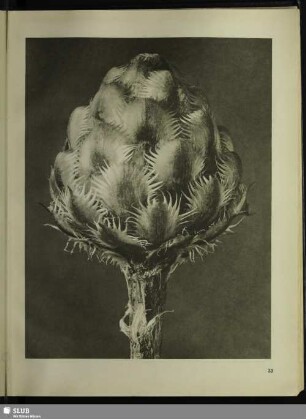 Centaurea Grecesina. Flockenblume. Blütenköpfchen in 12facher Vergrößerung