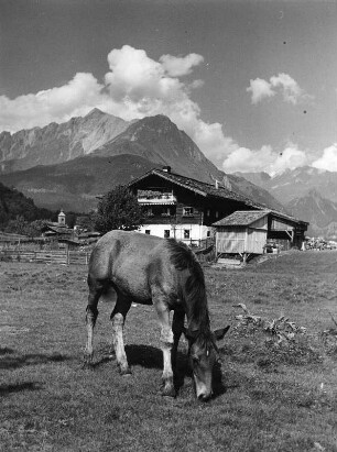 Matrei. Weidendes Pferd unweit eines Wohnhauses. Blick wahrscheinlich zur Venedigergruppe
