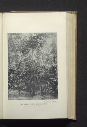 Para Rubber trees shading cacao