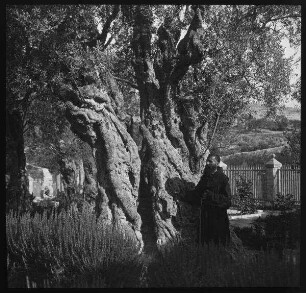 Garten Gethsemane alter Ölbaum [Jerusalem]