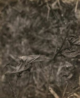 Geschwänzte Heuschrecke (Phasgonura caudata CHARP.), sich sonnendes Weibchen