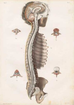 Liquor cerebrospinalis