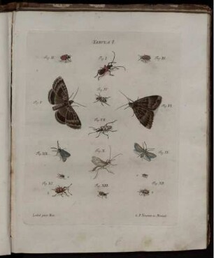 Tabula I. [bis] Tabula XX. [siehe römische Paginierung]