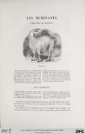 Les ruminants, onzième ordre des mammifères