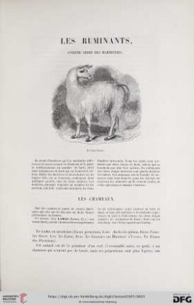 Les ruminants, onzième ordre des mammifères